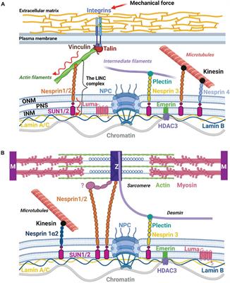 The LINC Between Mechanical Forces and Chromatin